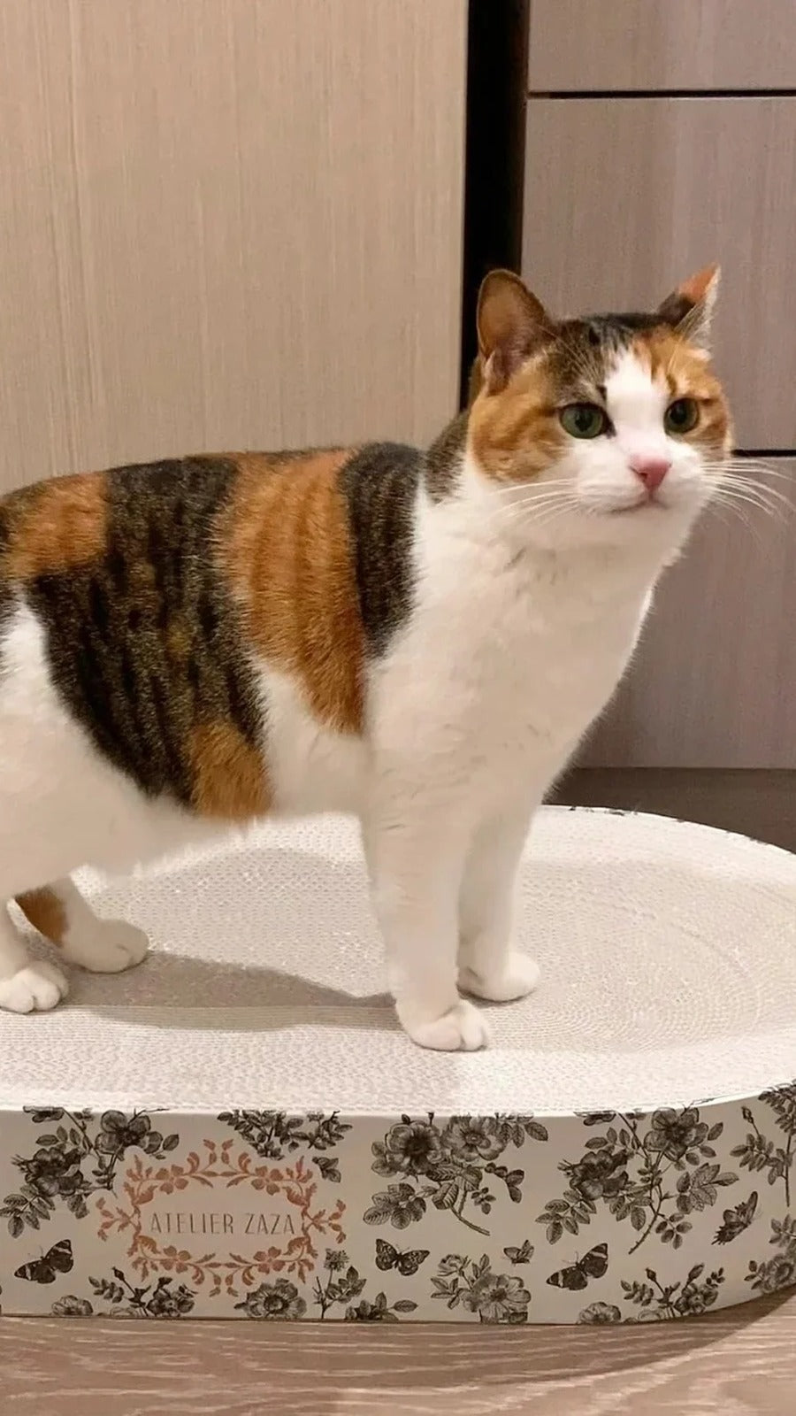 Original customer photo of a calico cat
